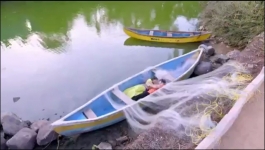 Harphoul Mohini - 27th June 2022